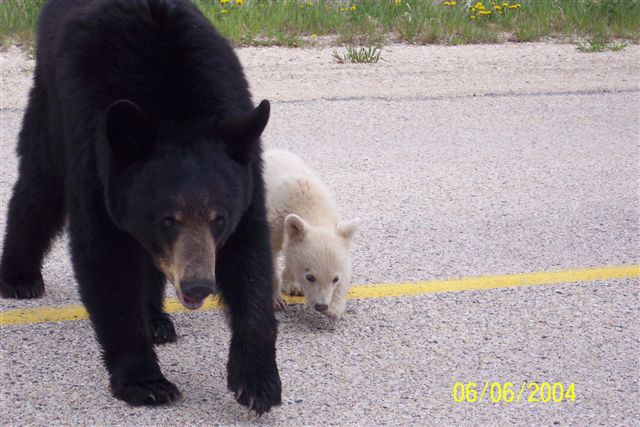 articles: WhiteBlackBear1.jpg